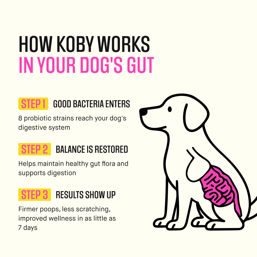 Dog Daily Probiotic