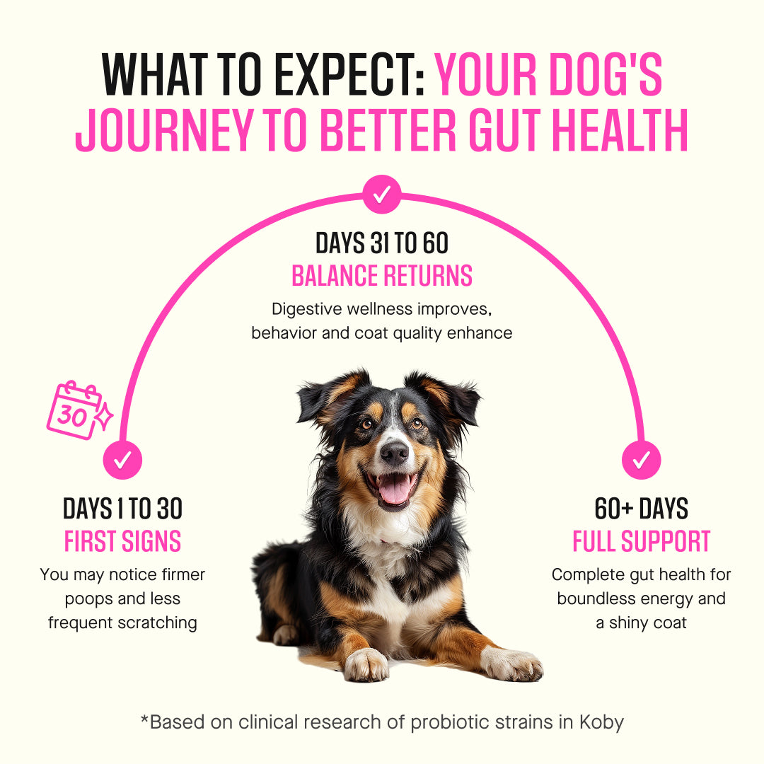 Dog Daily Probiotic