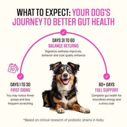 Dog Daily Probiotics