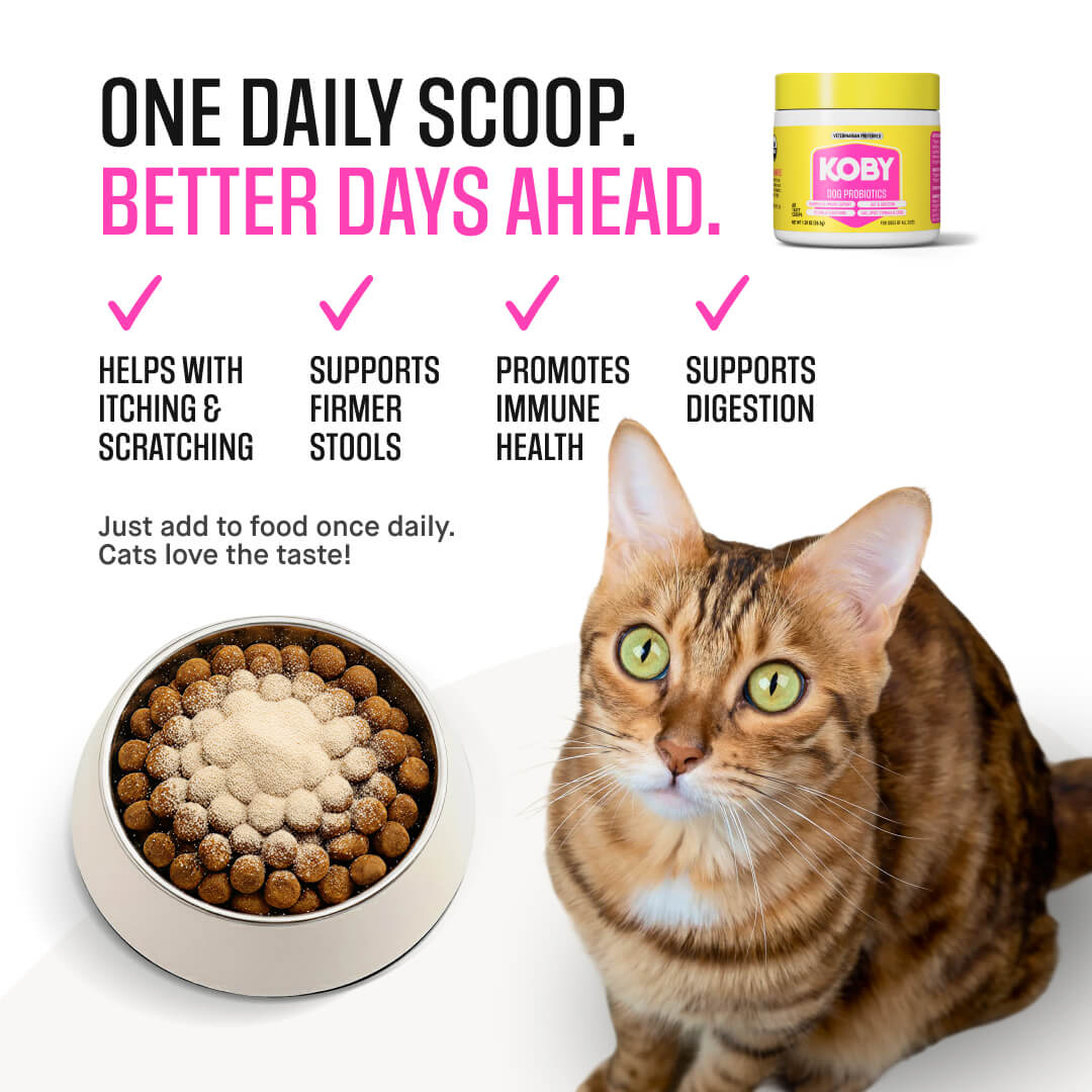 Cat Daily Probiotic